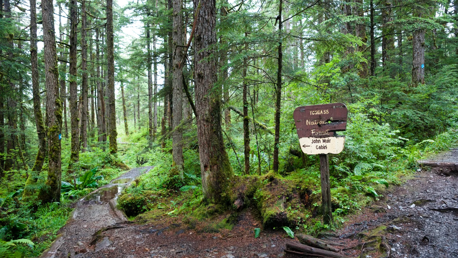 Rollback of Roadless Protections Threatens Wildlife and Drinking Water Across the U.S.