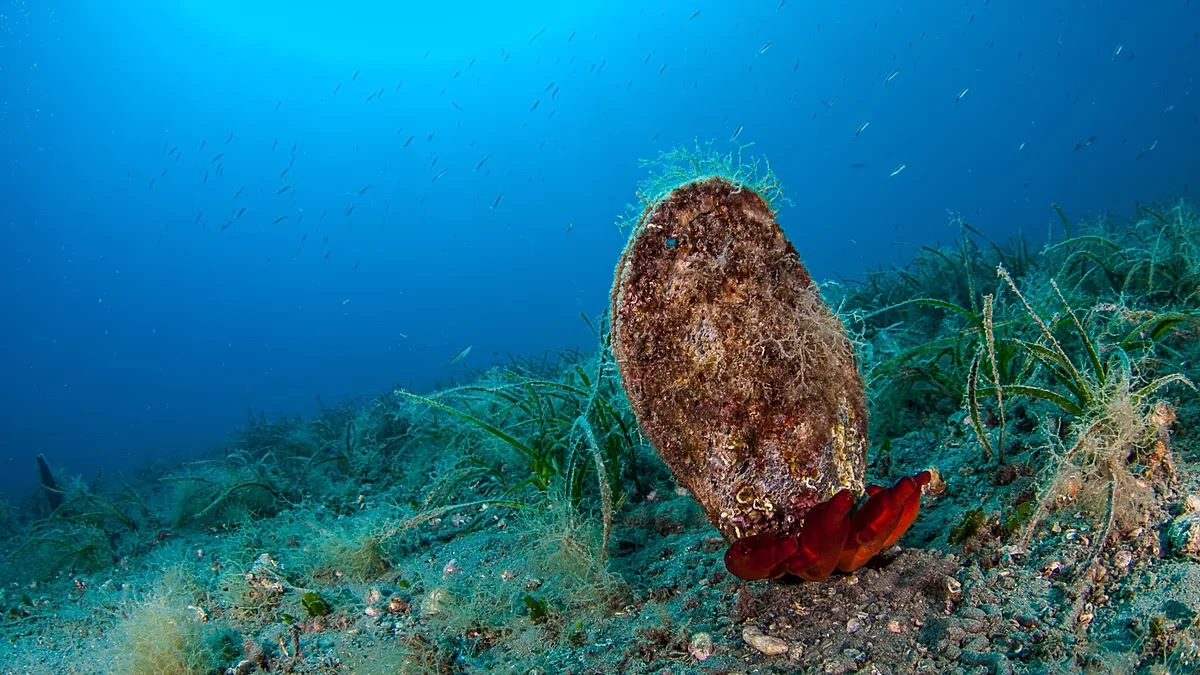 Warm European seas lure swimmers as ecosystems reel from warming, study finds