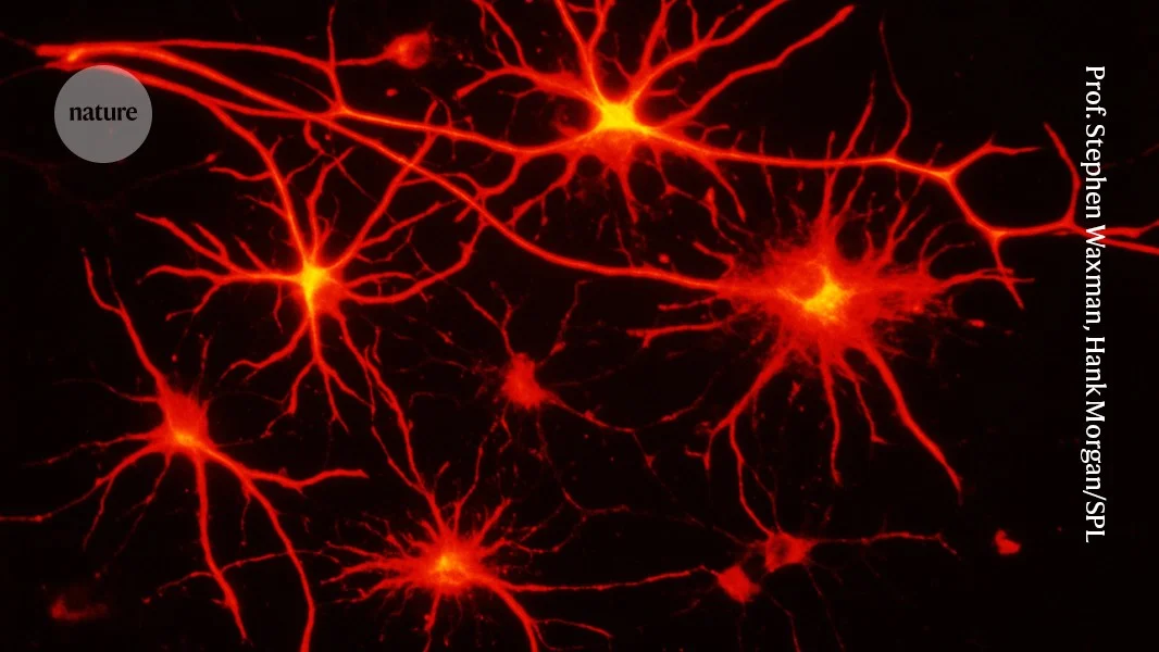 Astrocyte networks reveal the brain's hidden long-range highways