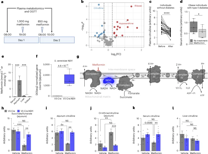 Gut-Targeted Complex I Blockade Reveals Metformin’s Glucose-Lowering Mechanism