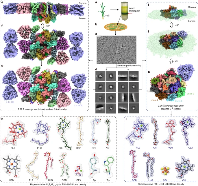 In Situ Structures Reveal a Lipid-Driven PSII–LHCII Skeleton Shaping Plant Thylakoids