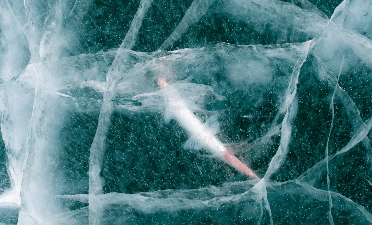 Ancient Rotifer Awakens After 24,000-Year Permafrost Sleep
