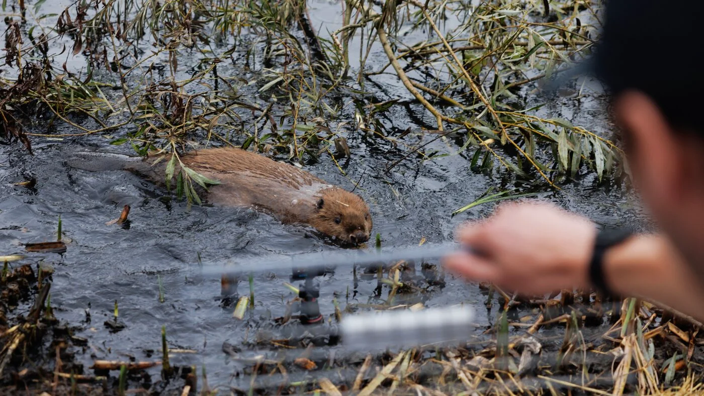 Beavers as urban flood engineers reshape London's wetlands