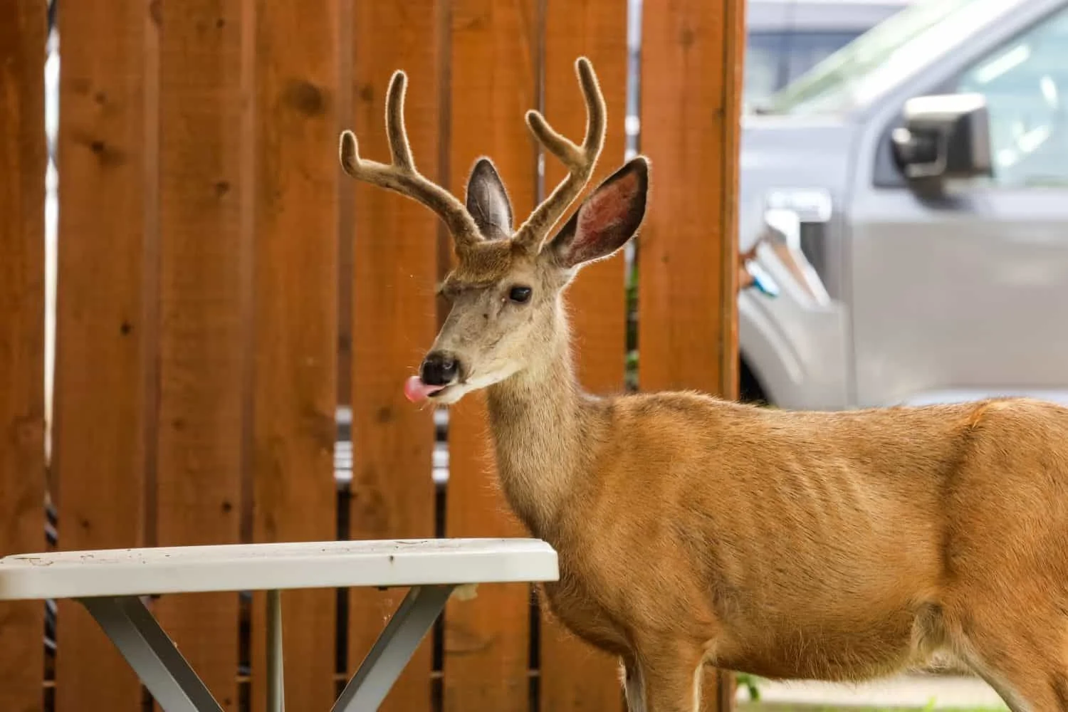 CWD's Silent Spread: Prions, Zombie Deer, and Uncertain Human Risk