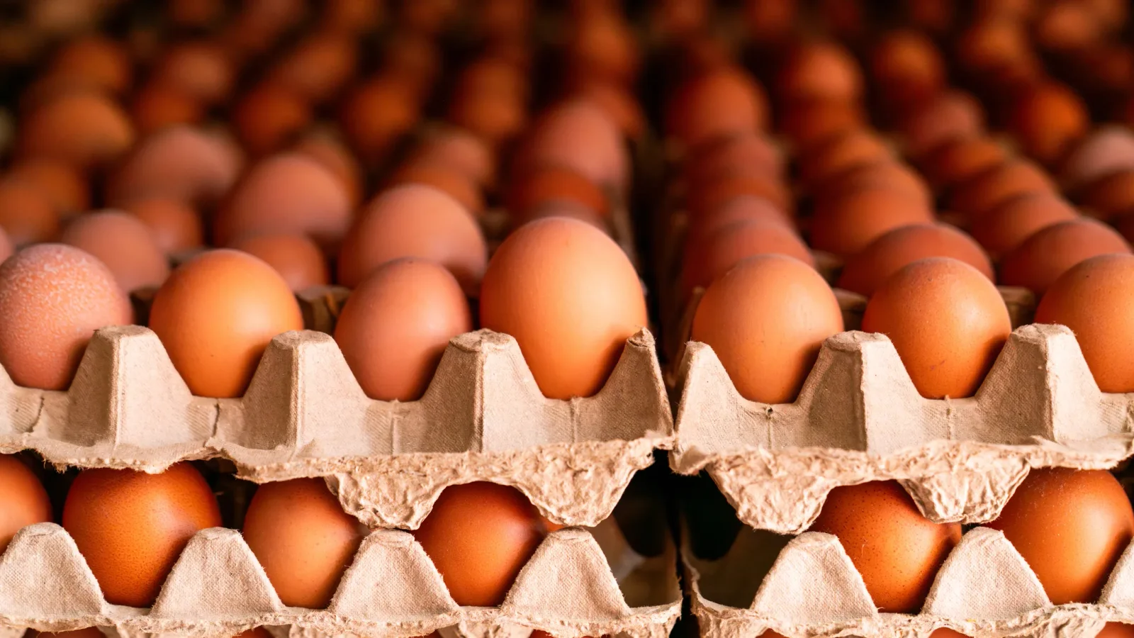 Texas egg recall: nearly 1.6 million dozen eggs pulled over salmonella risk