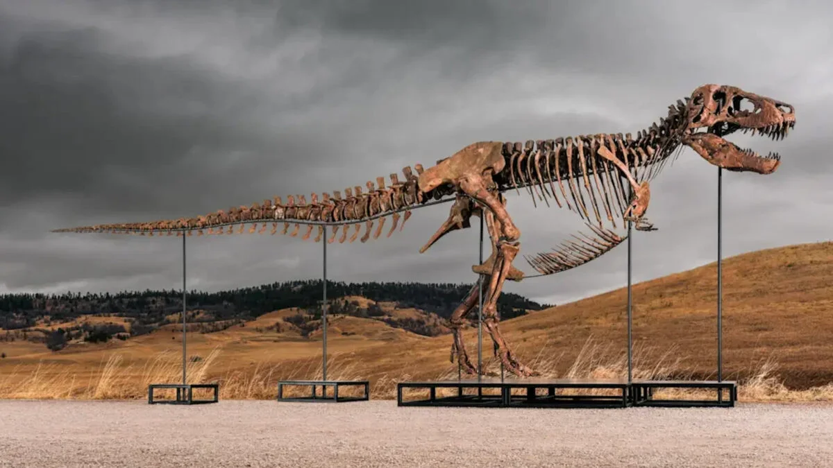 Gus the T. Rex Heads to Sotheby’s Auction with a $19 Million Opening Bid