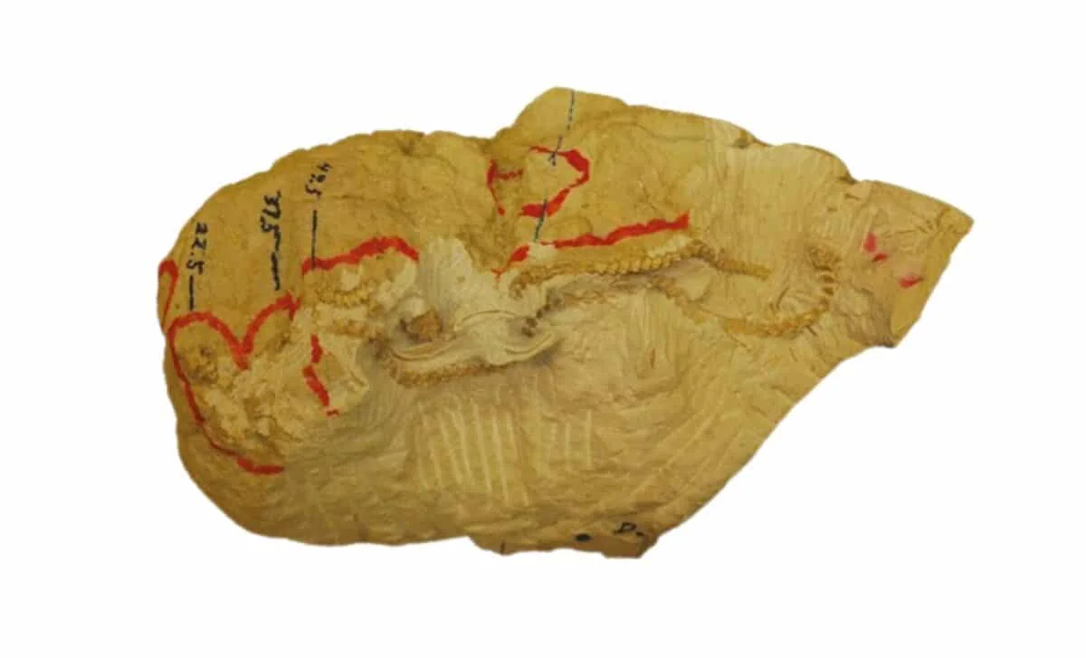 New Wyoming snake genus hints at ancient communal hibernation