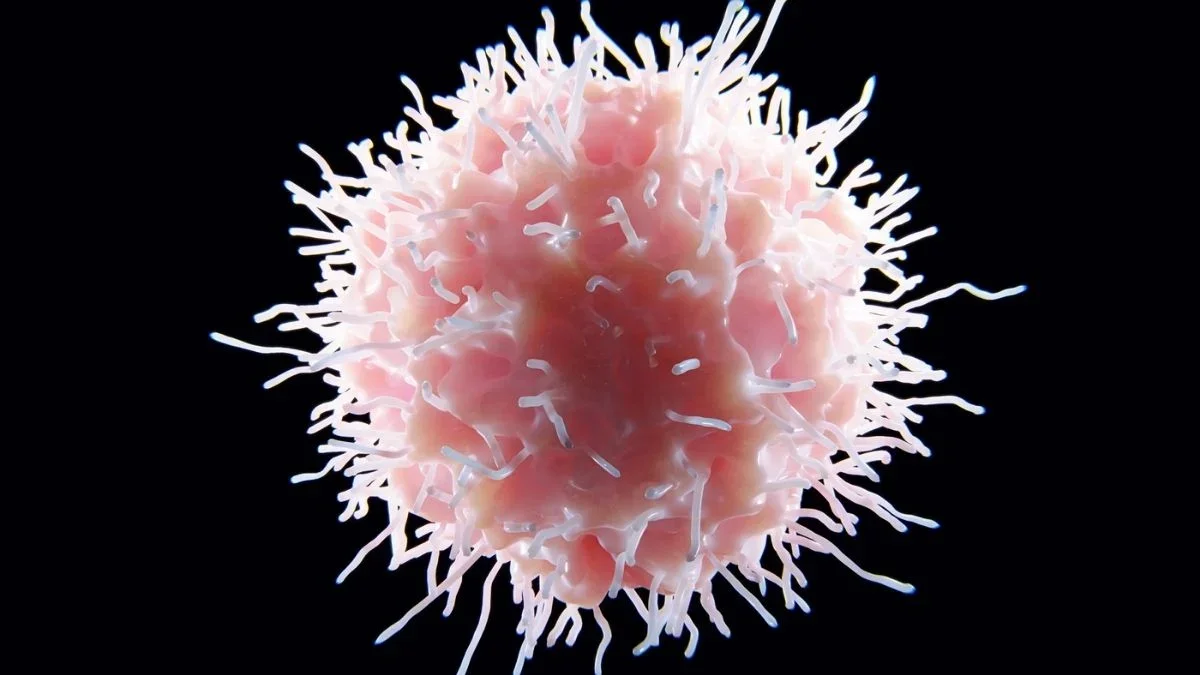 Gut Bacterium Reverses Lupus Signs in Mice, Hinting at New Treatments