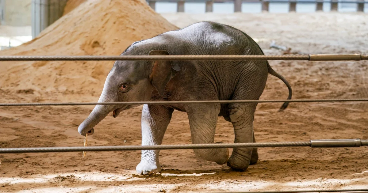 Earth Day Debut: Linh Mai at the National Zoo, First Elephant Birth in 25 Years