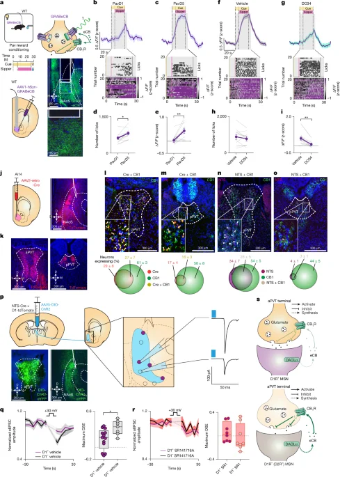 Thalamostriatal endocannabinoid signaling boosts reward pursuit through retrograde gain control