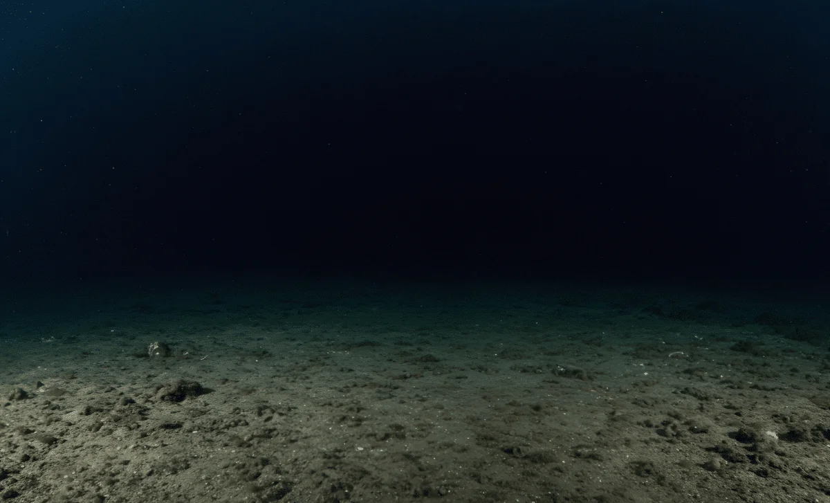 Hidden Armor, New Species: Scientists Find a Chiton in Korea's Coastal Waters