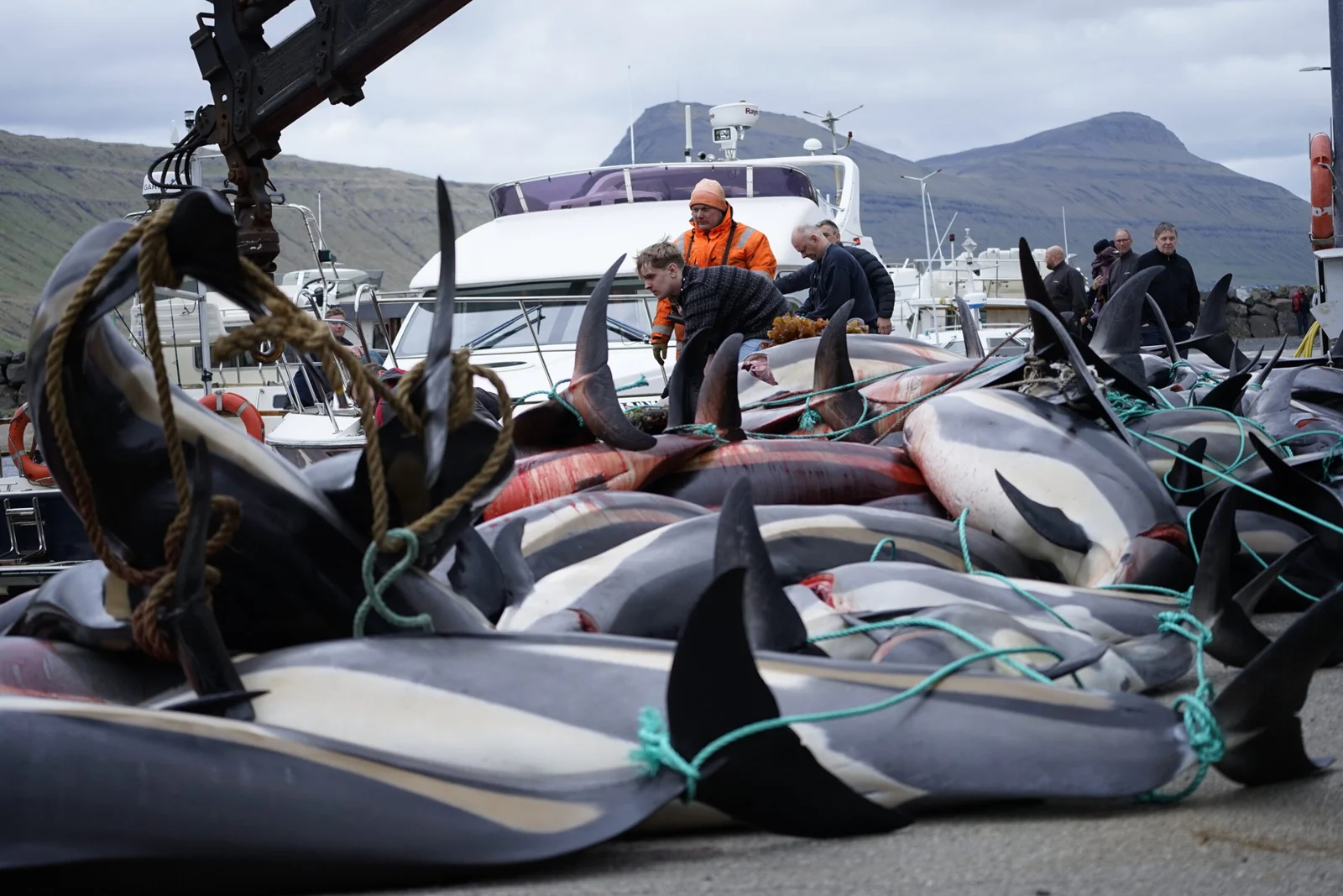 Faroe Islands dolphin drives: 706 killed in a single day, sparking global backlash