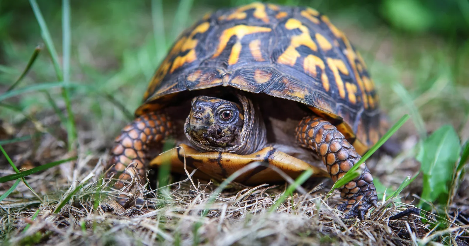 Louisiana box turtle regains mobility with Lego-powered wheelchair