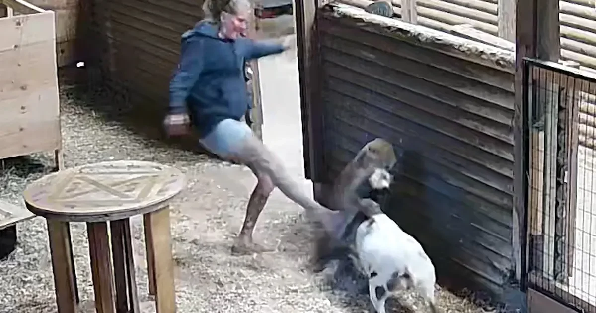 Canadian Farmer Delivers Swift Kick to Save Goat from Cougar