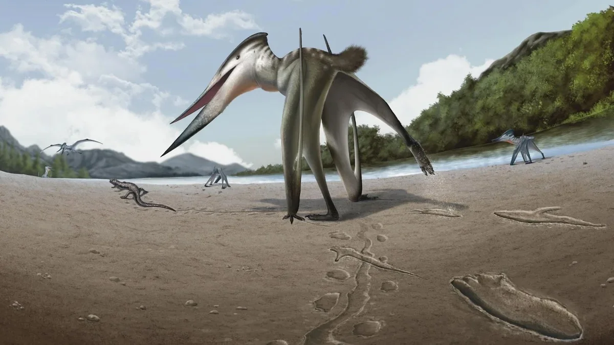 Ancient Pterosaur Likely Chased Land Prey in 106-Million-Year-Old Tracks