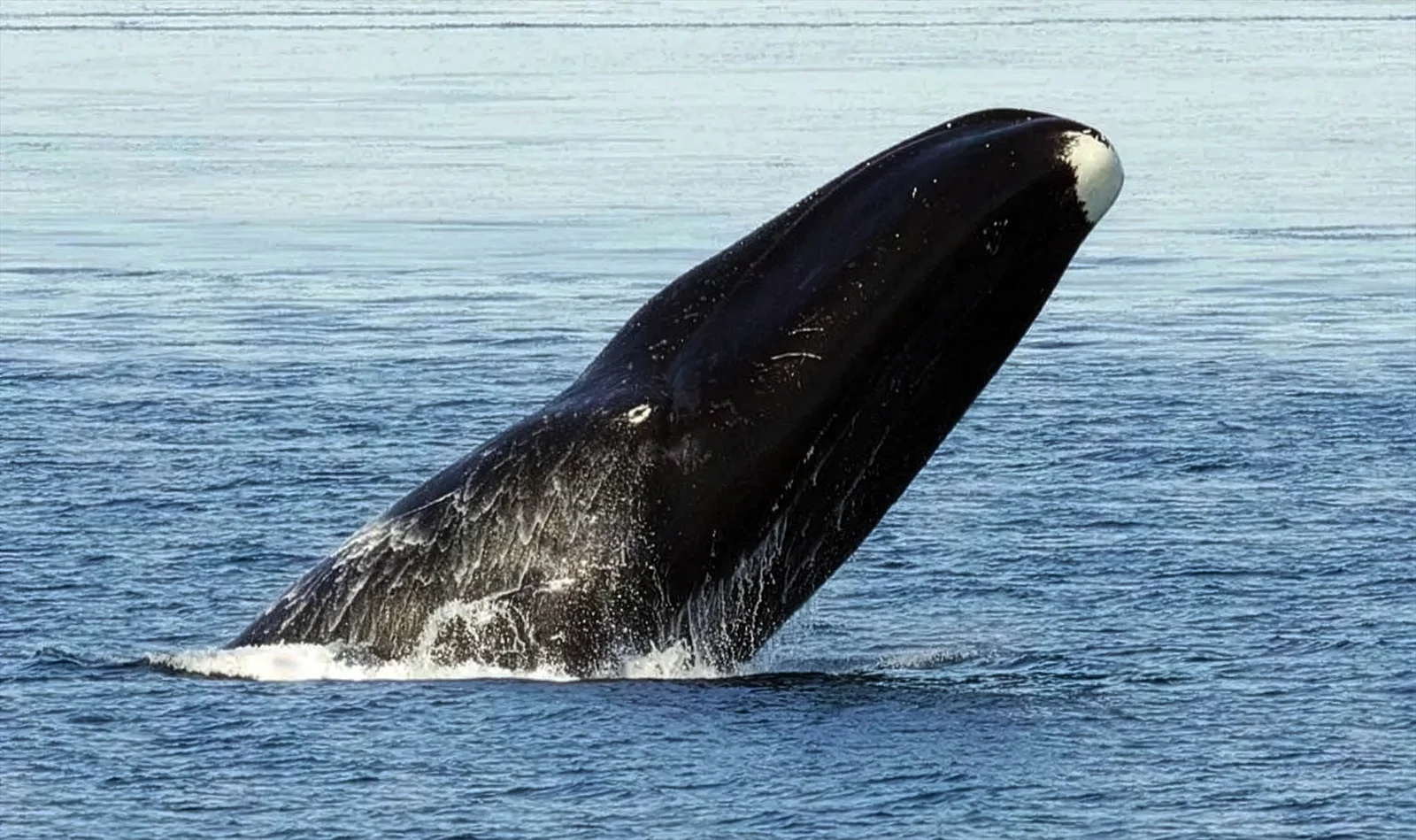 One protein may unlock cancer-free longevity—could humans follow the bowhead whale's lead