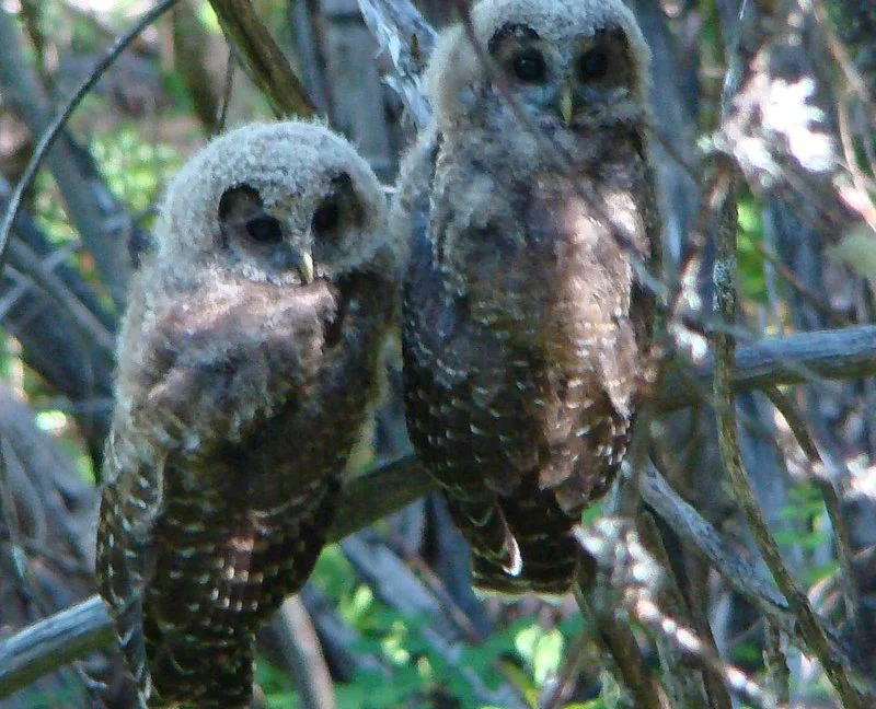 House cancels bid to weaken Endangered Species Act amid drilling concerns