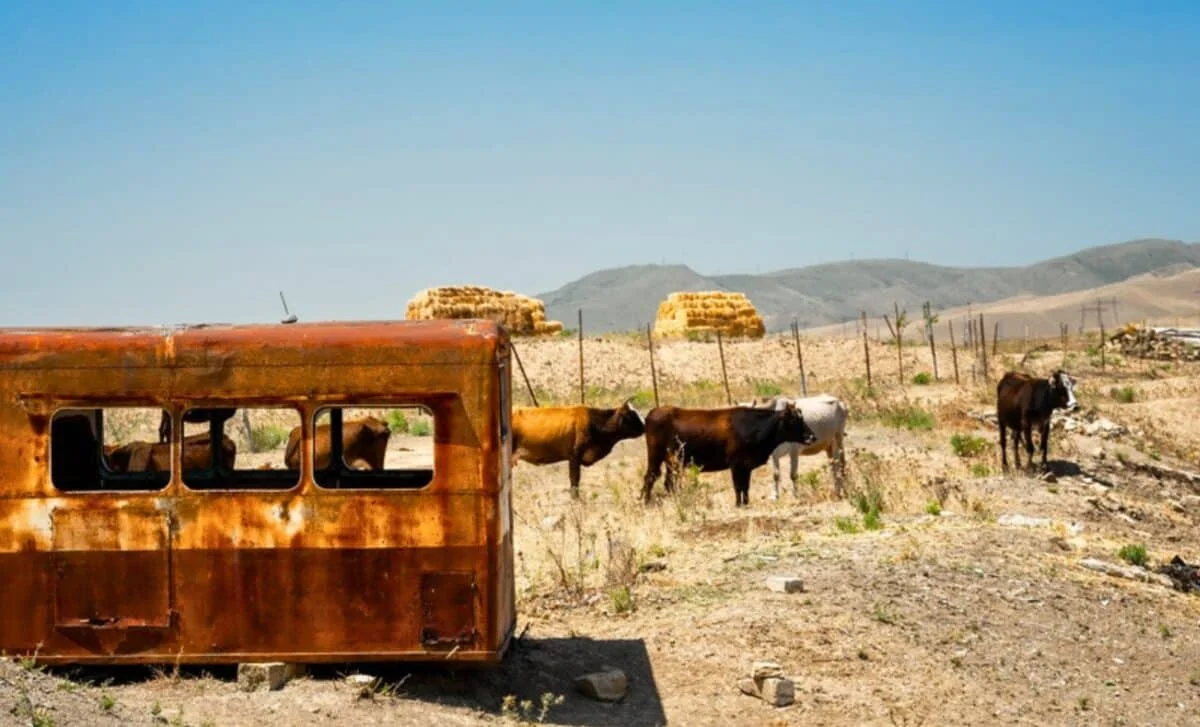 Five Founders, One Island: Amsterdam Island Cattle Defy Dwarfism Myths