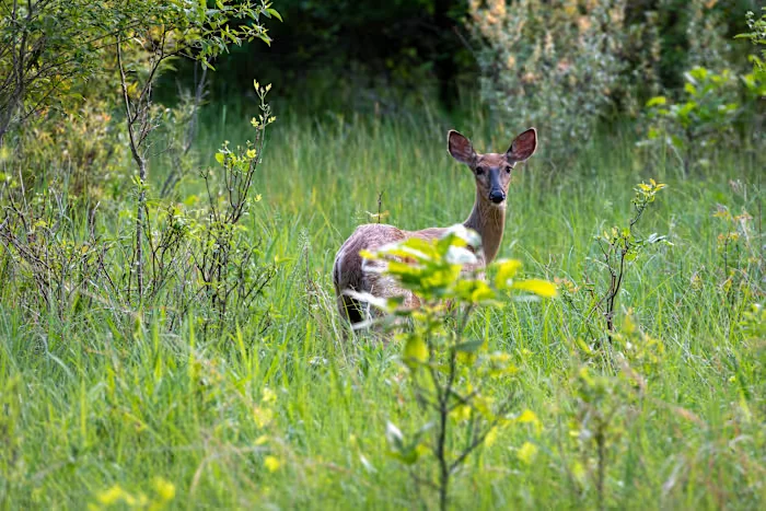 EHD virus detected in Michigan deer across four counties, officials say