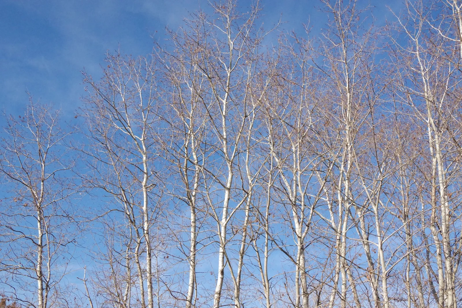 Pando: the 6,000-ton aspen clone—the heaviest living organism on Earth