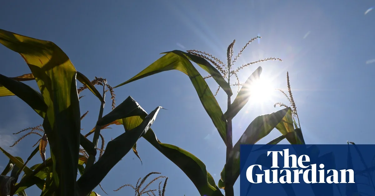 Europe's harvests in jeopardy as heatwaves and drought strike farms
