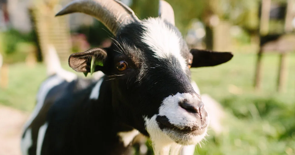 Police Respond to Distress Call, Find Upset Goat Instead.