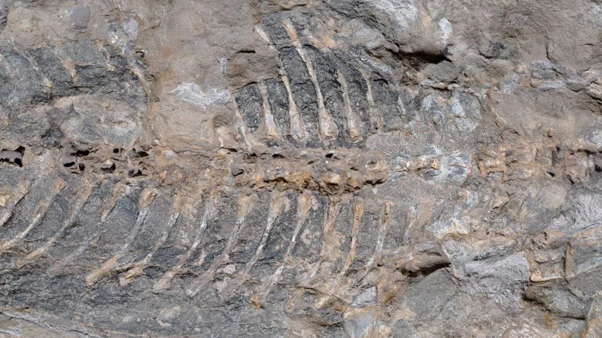 Garden slab hides a near-complete Triassic amphibian fossil
