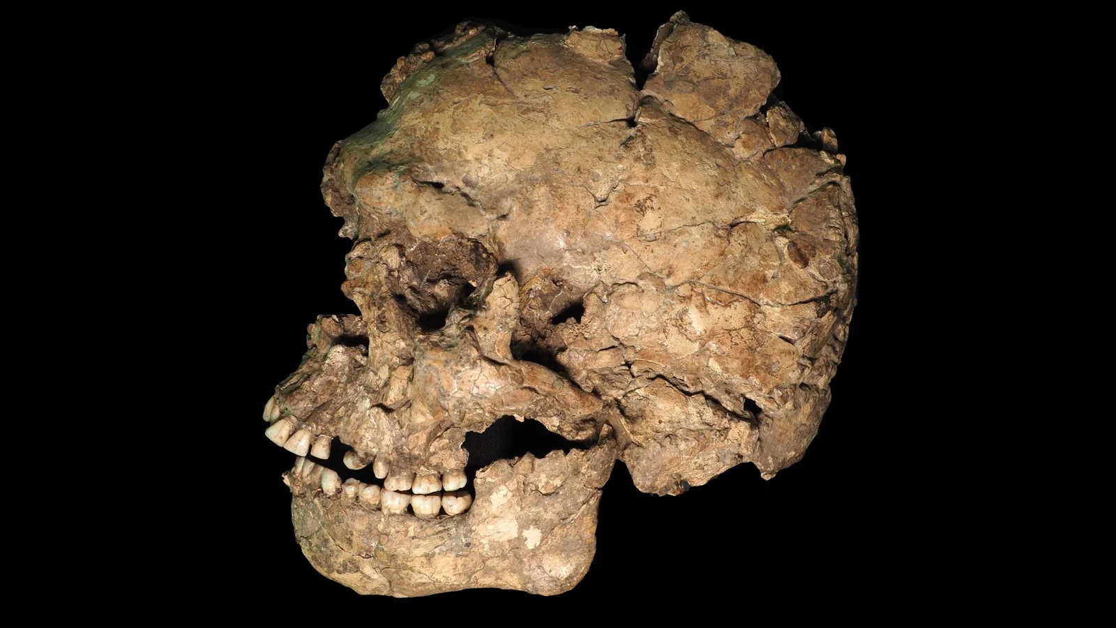 Oldest known sharp-force facial injury found in early Homo sapiens outside Africa
