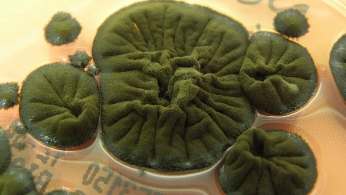 Chernobyl’s Black Fungus May Harvest Radiation for Energy
