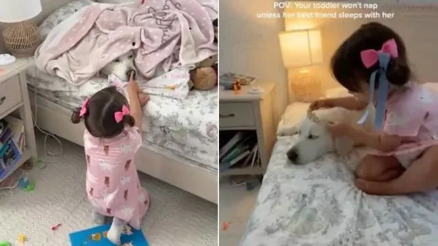 Nap Time Royalty: Toddler and Her Golden Retriever Queen Sleep Side by Side