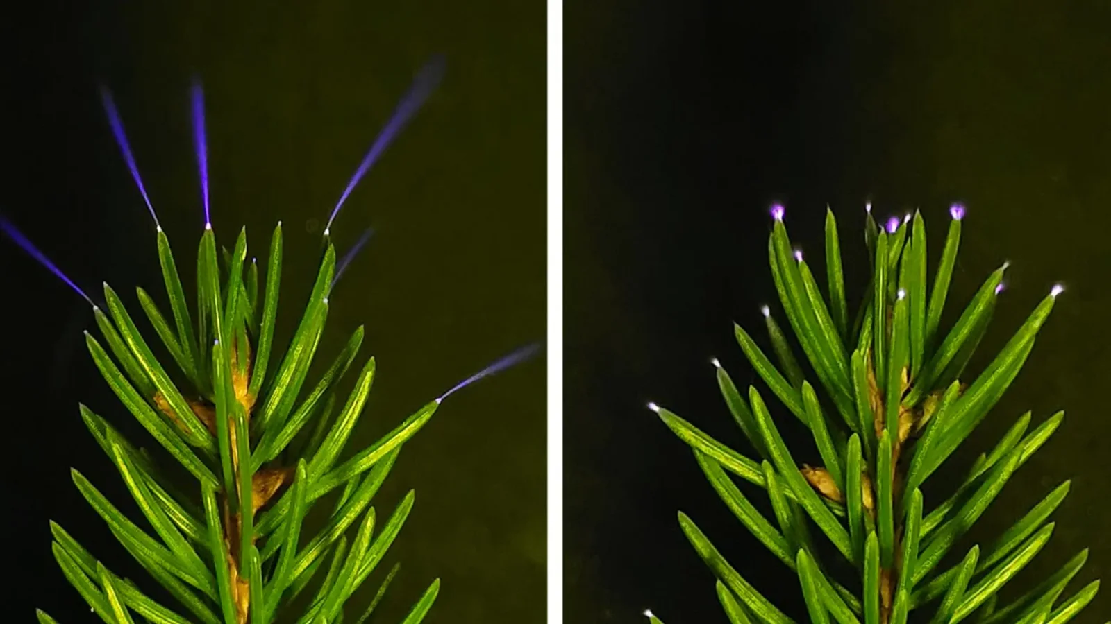 Field Confirmation: Trees Emit Corona Discharges During Thunderstorms