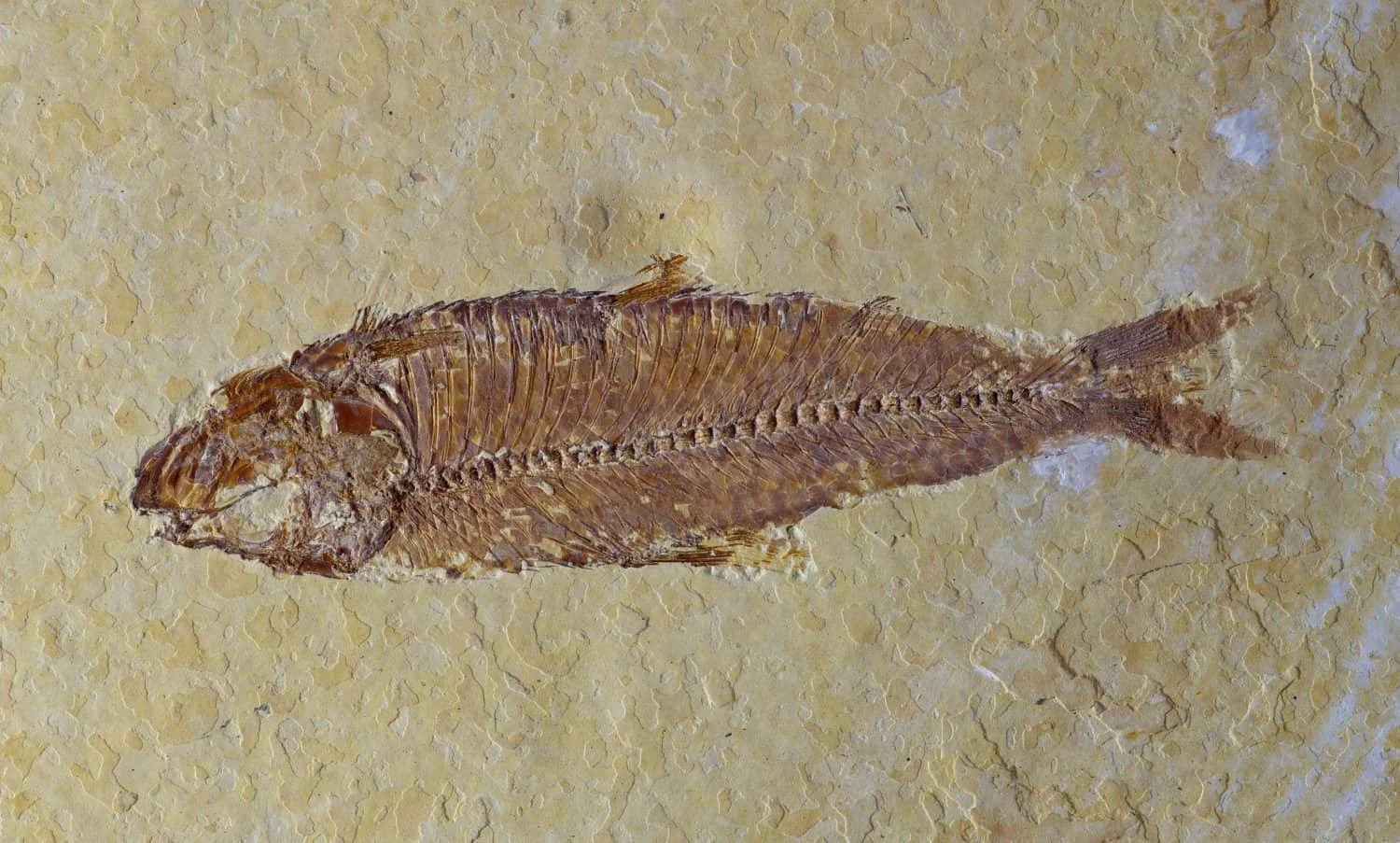 Tiny 436-Million-Year-Old Fossil Recasts the Origin of Bony Vertebrates