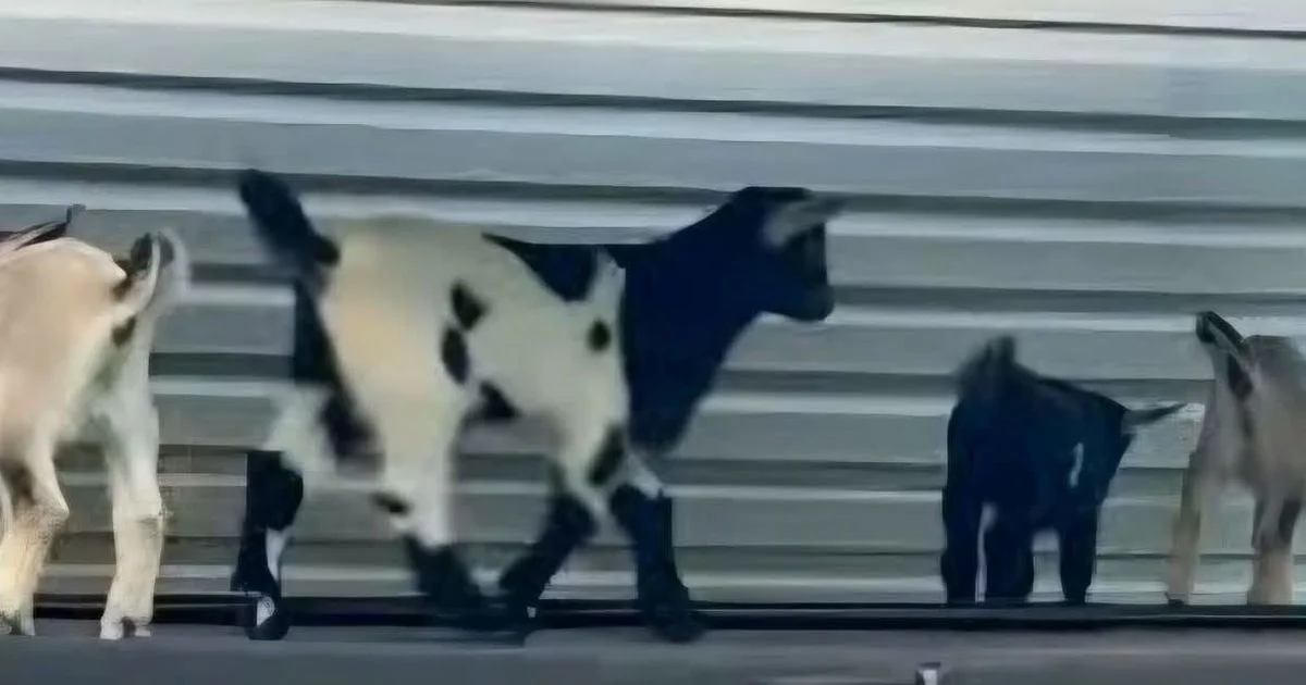Four baby goats test positive for rabies at NC traveling petting zoo, prompting exposure warnings