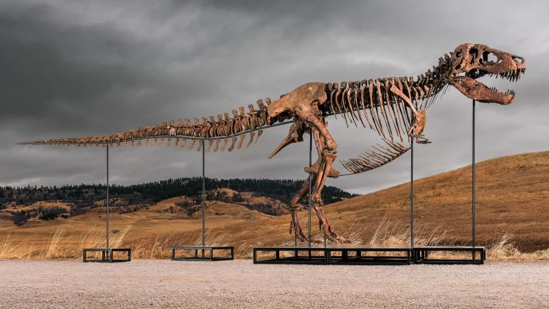 Gus the T. rex poised to set fossil auction record at Sotheby’s