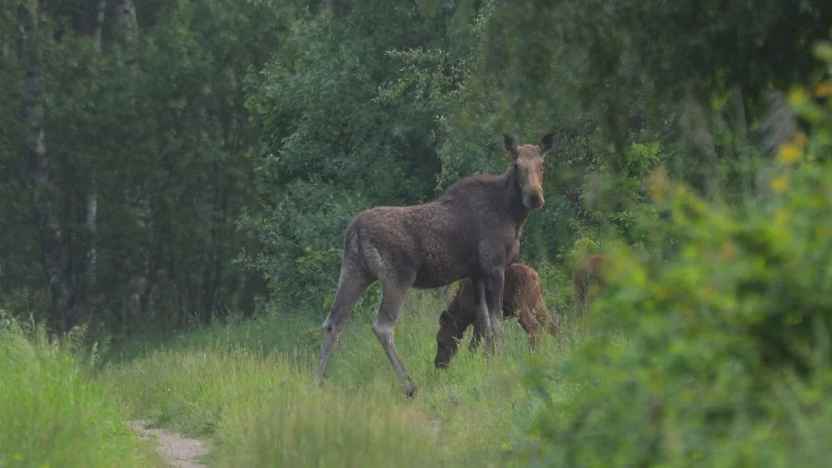 Chernobyl’s Wild Oasis: Wildlife Thrives in the Human-Free Exclusion Zone