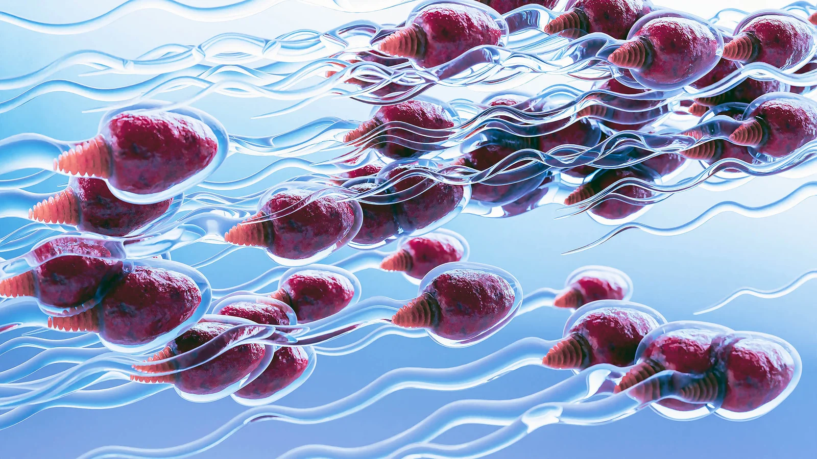 Pause-and-resume sperm strategy edges closer to reversible male birth control