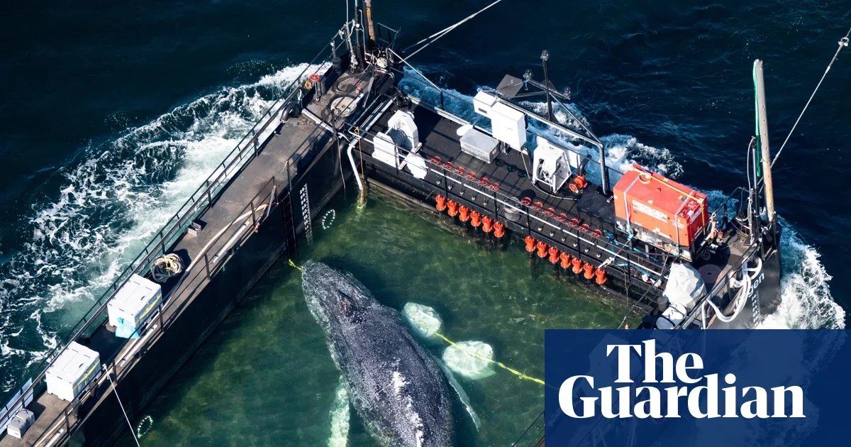 Timmy the humpback’s high-stakes move toward the North Sea rescue
