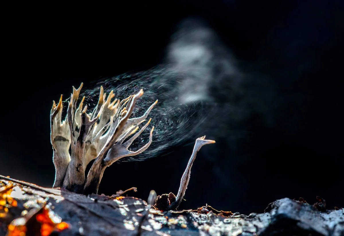 Climate-Fueled Fungus Storms Put Lungs—and Sometimes Brains—at Risk