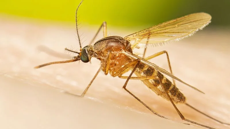 Early West Nile surge hints at a tough season, CDC warns