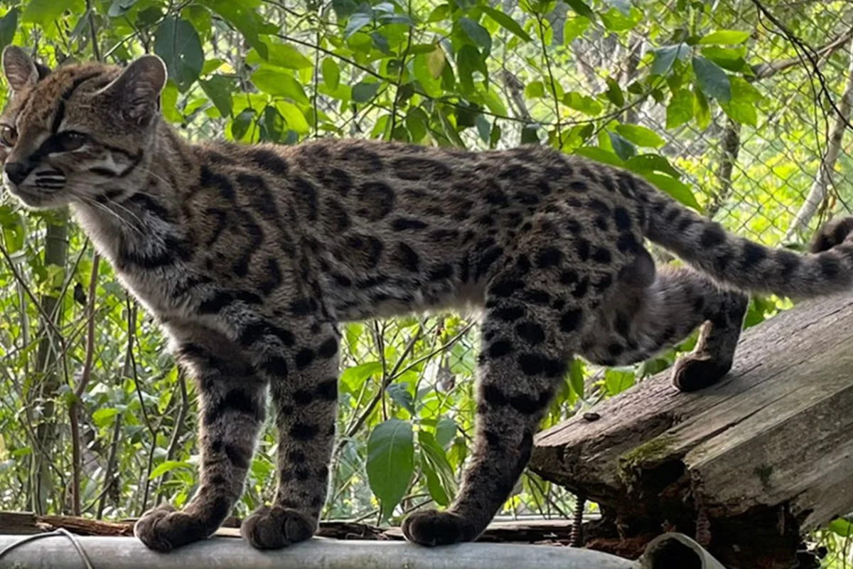 Bolivia's cloud-forest cats: new Leopardus tilcayo identified