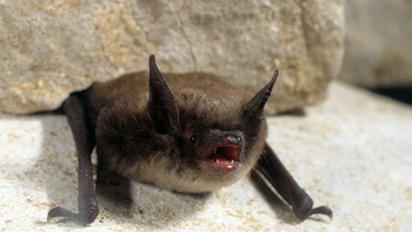 Three Snohomish County residents begin rabies prevention after exposure to rabid bat