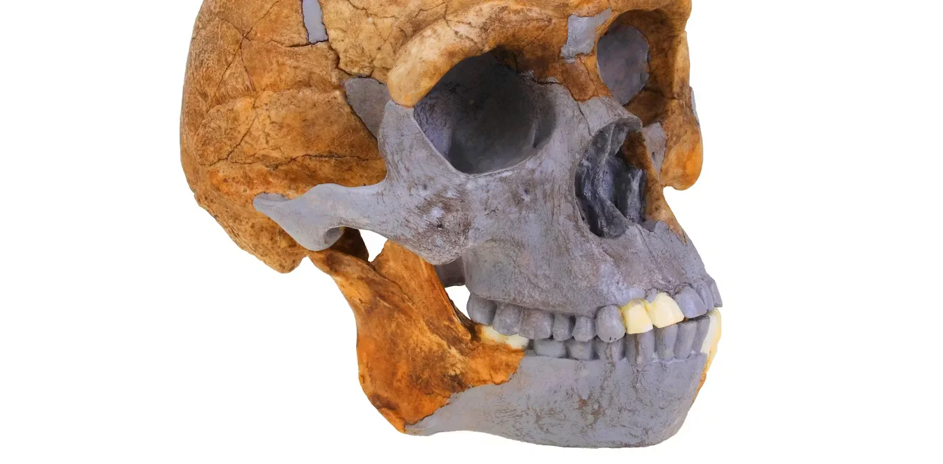 Ancient tooth proteins reveal Homo erectus left a genetic fingerprint in today’s humans