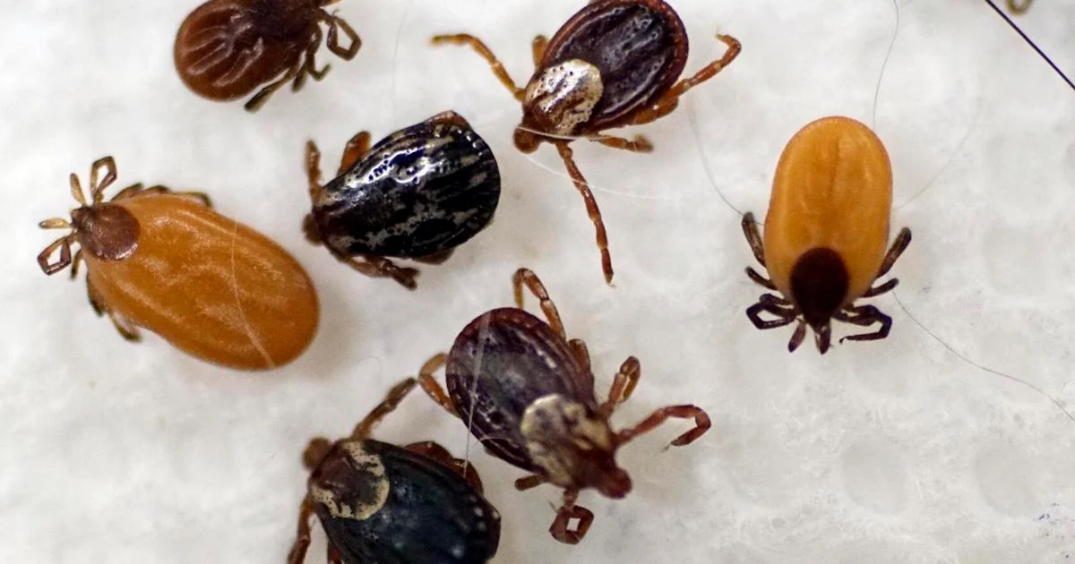 Berkshire Tick Season Sparks Urgent-Care Surge and Alpha-gal Syndrome Cases