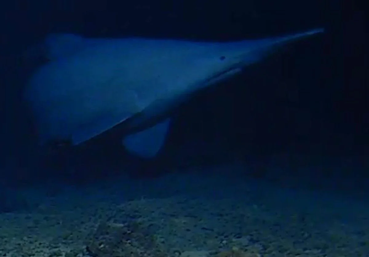 Live Goblin Shark Filmed in Deep Pacific, Expanding Range and Depth