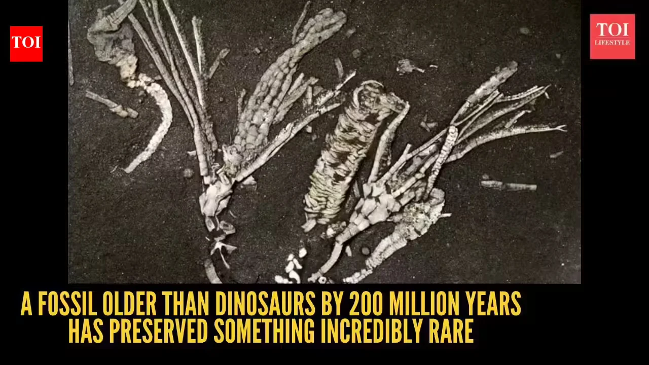 Ancient Crinoid Preserves Rare Soft Tissue, Older Than Dinosaurs by 200 Million Years