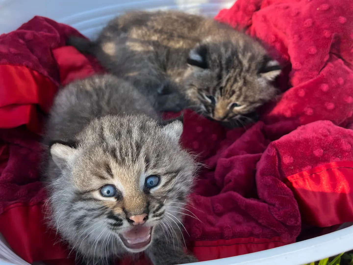 Bobcat sightings surge in New England, fueling catamount curiosity