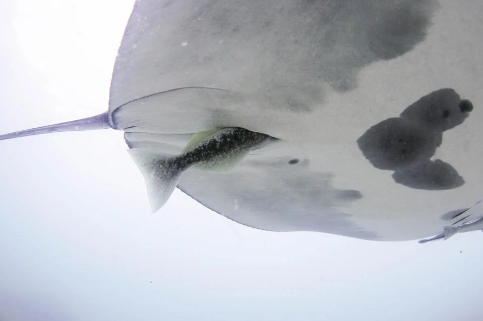 Remoras Dive Deep: New Findings Reframe Hitchhiking With Manta Rays
