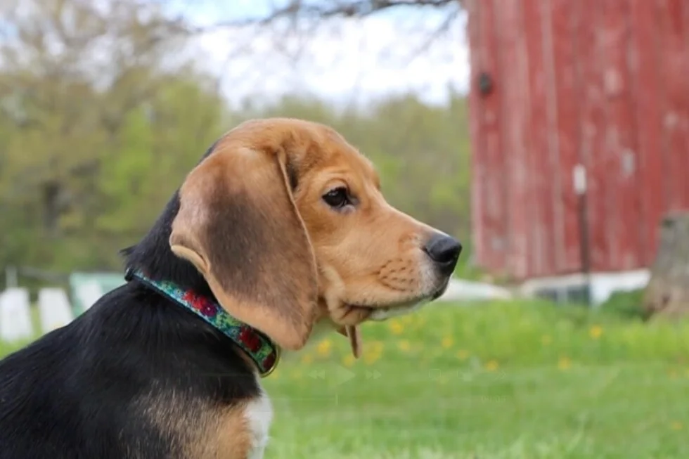 Protests spur safety for 1,500 beagles at Wisconsin breeding site