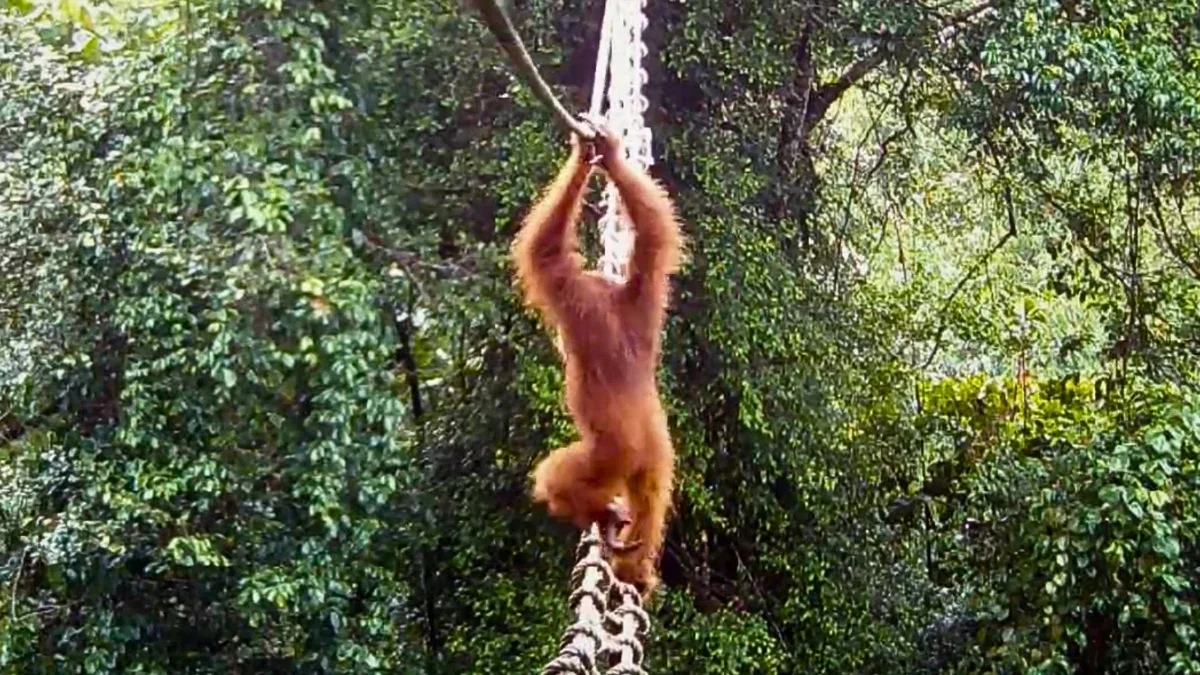World-first: Sumatran orangutan crosses a canopy bridge in Sumatra