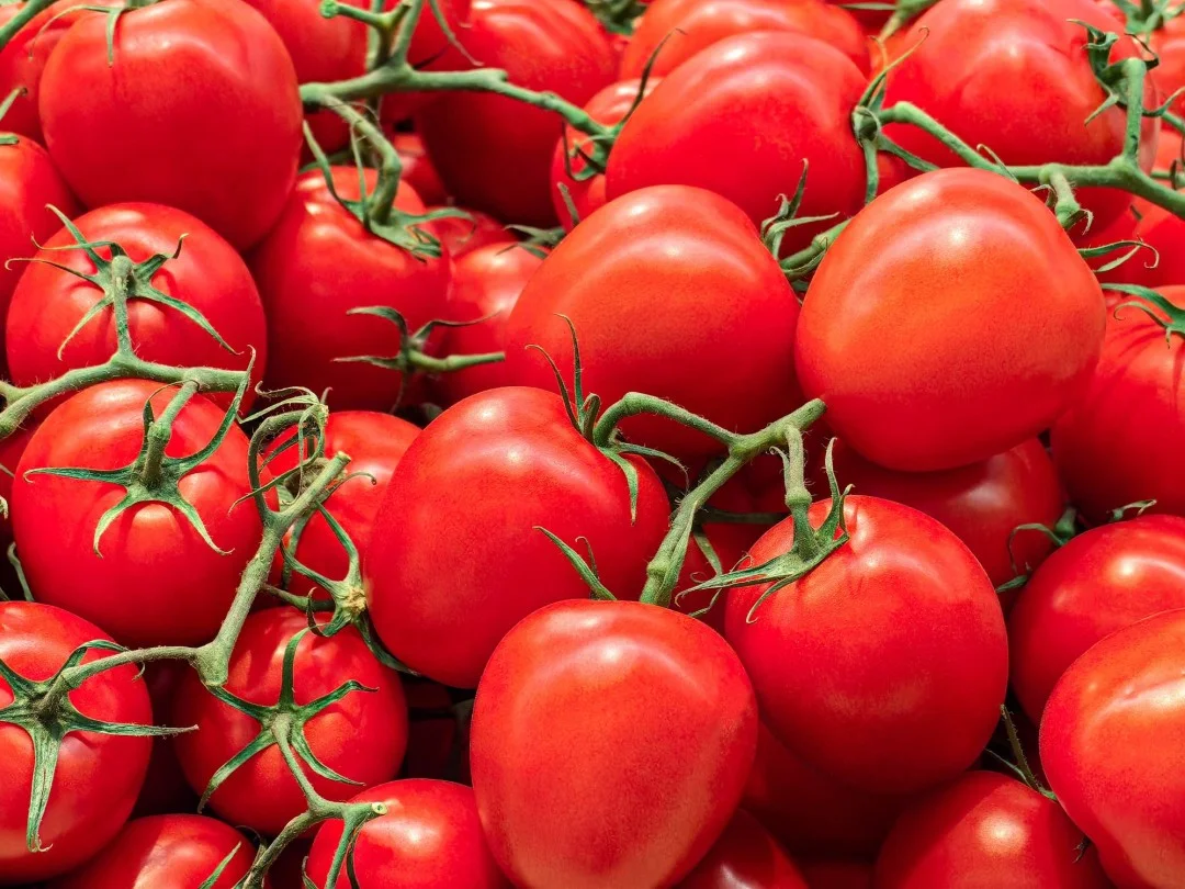 Urgent Tomato Recall Due to Salmonella Risk and Fatality Concerns